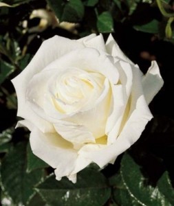 WHITE PARFUM DE PROVENCE (hybrid tea)